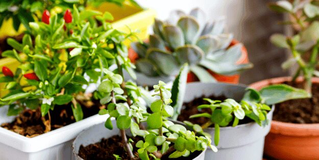 best air plants