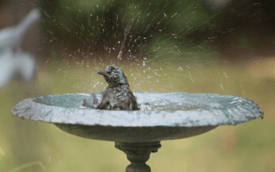 Best Bird Baths