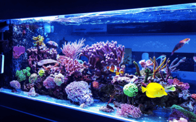 Best Aquarium Light Bulbs