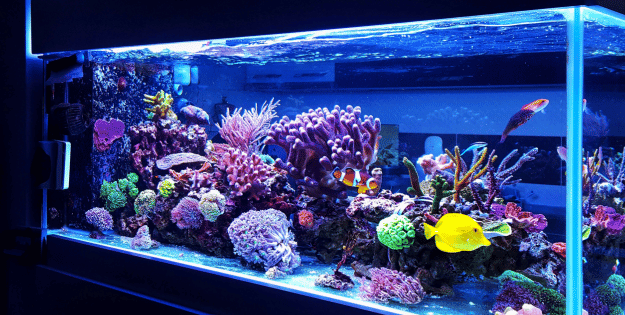 best aquarium light bulbs