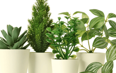 Best Artificial Plants