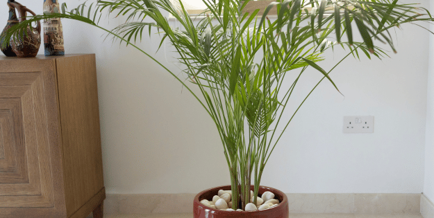 best bamboo plants