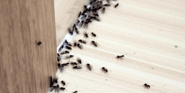 Best Pest Control Products