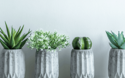 Best Decorative Plants and Planters