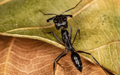 Best Ant Traps for Fast and Effective Pest Control