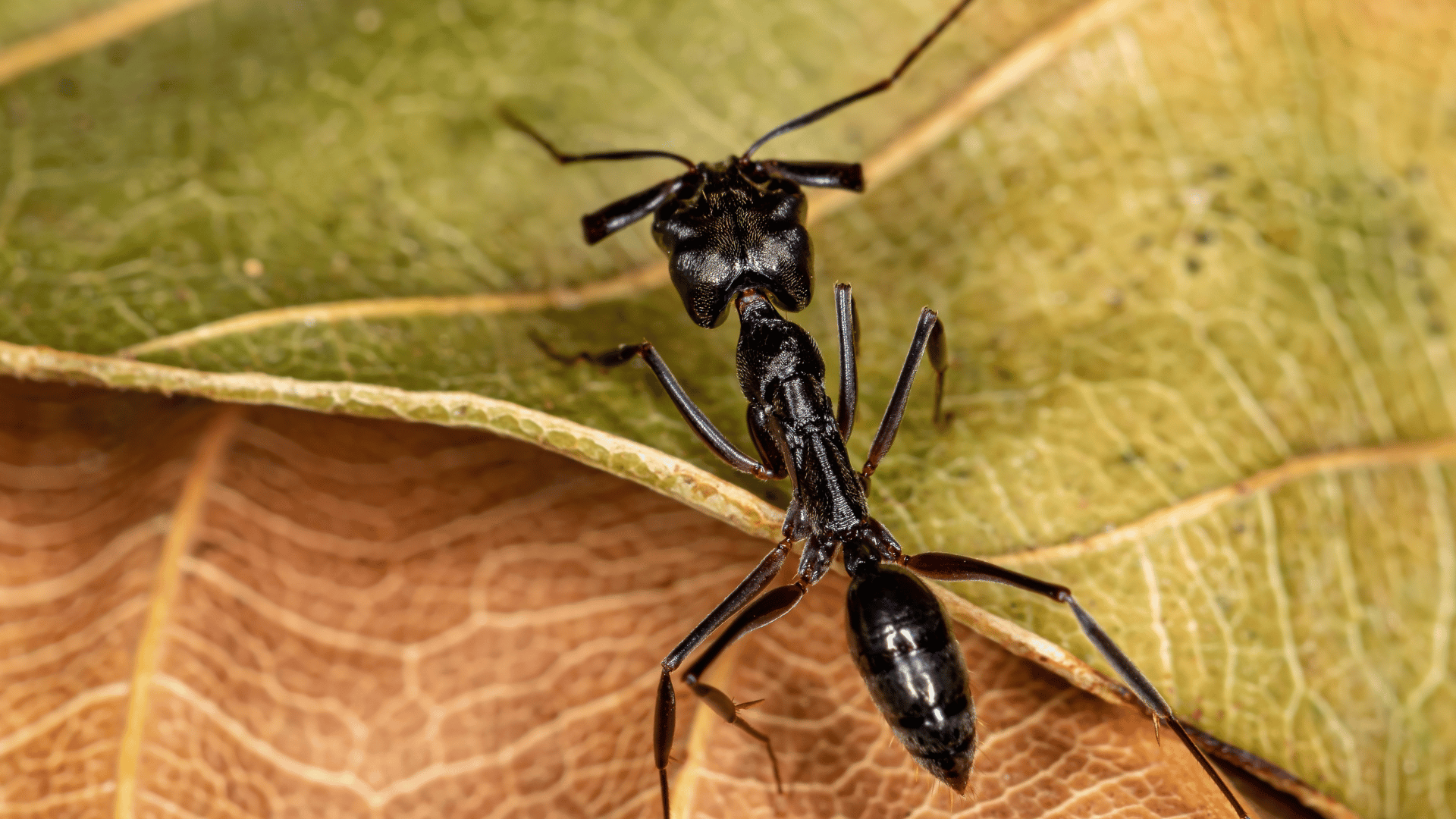 Close-up macro shot of a black ant walking on a dry, veined leaf, showing fine details of its body texture and jointed legs.