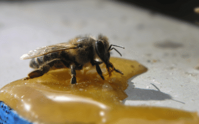 Best Bee Traps for Safe and Effective Pest Control