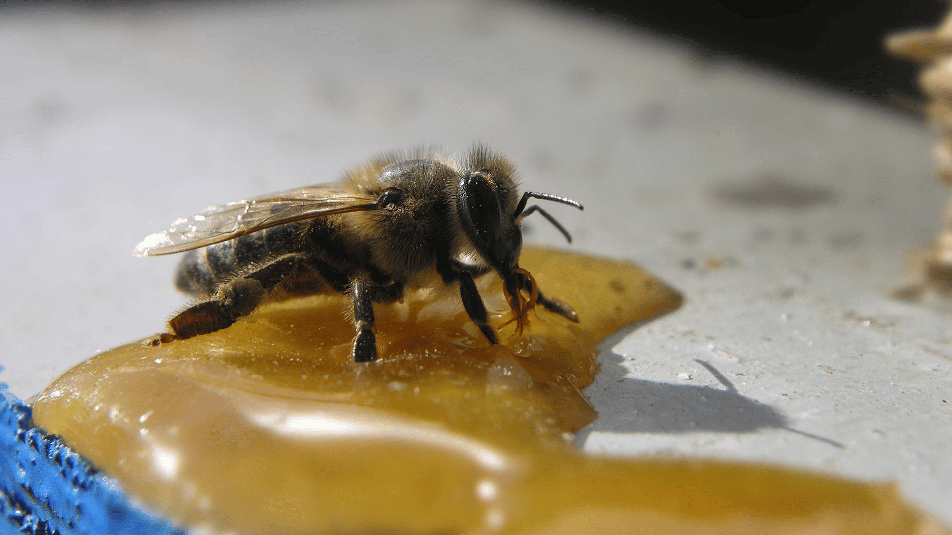 Close-up of a honeybee feeding on a sticky pool of honey or syrup, with detailed focus on its wings, fuzzy body, and mouthparts.