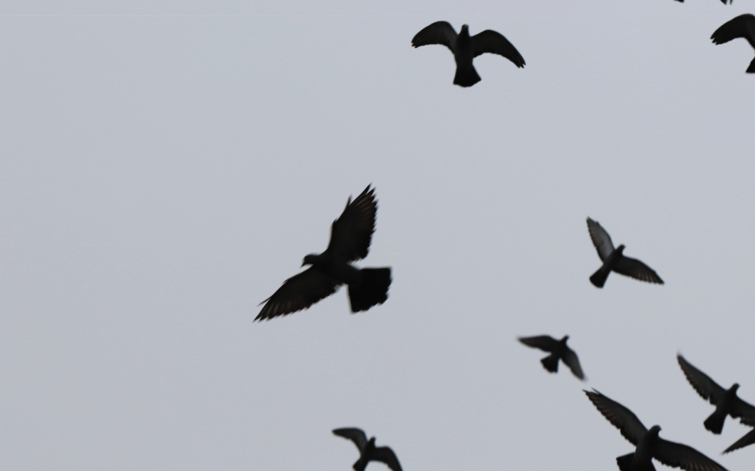 Silhouettes of pigeons or similar birds flying against an overcast gray sky, captured mid-flight with wings in various positions.