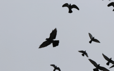 Best Bird Control Products to Keep Unwanted Birds Away
