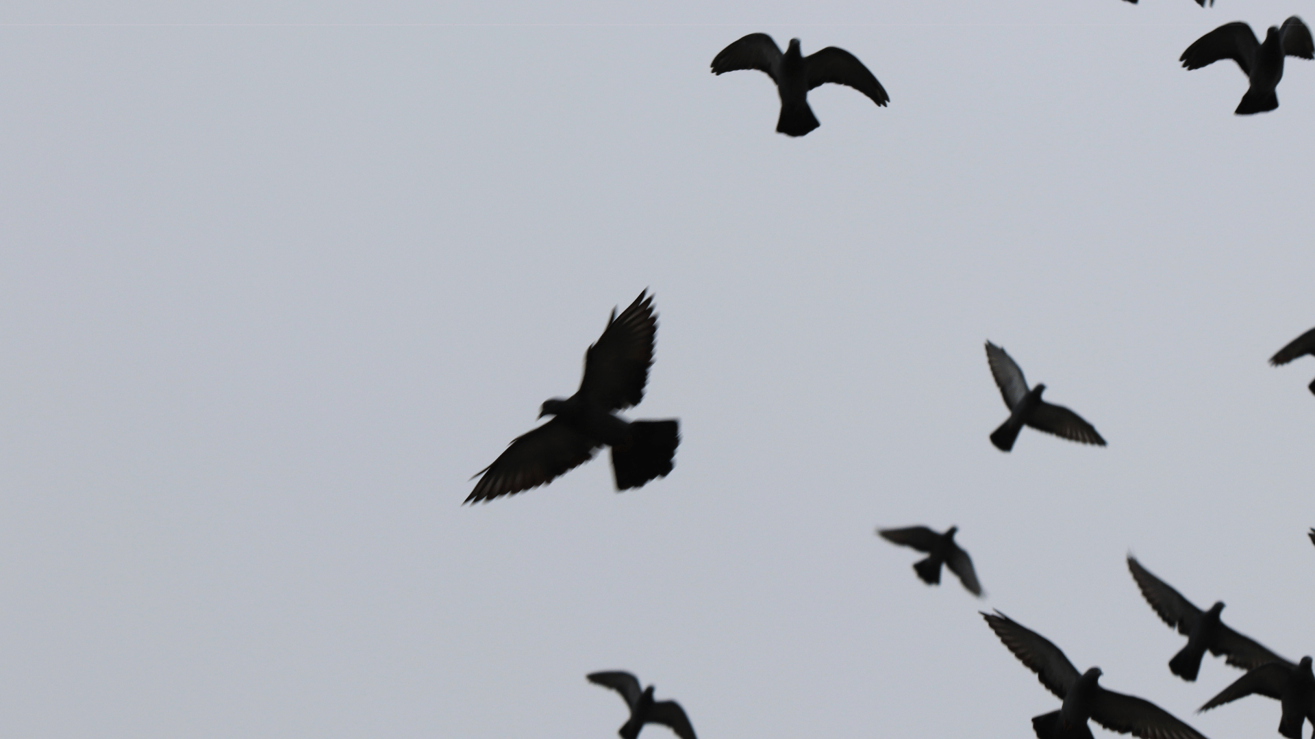 Silhouettes of pigeons or similar birds flying against an overcast gray sky, captured mid-flight with wings in various positions.
