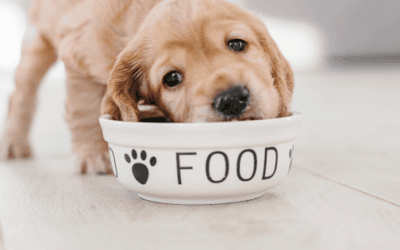 Best Dog Food