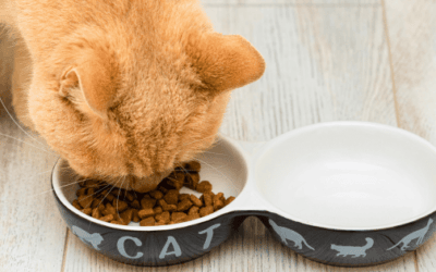 Best Cat Food