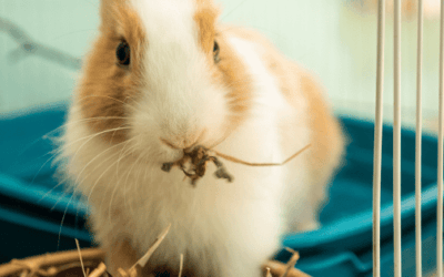 Best Rabbit Food