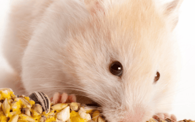 Best Hamster Food