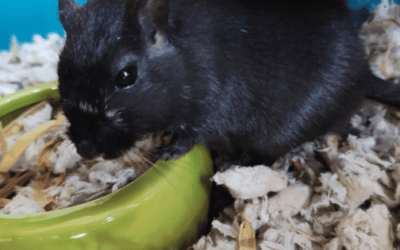Best Gerbil Food