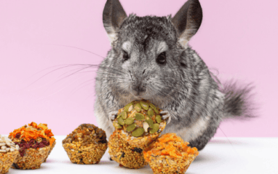 Best Chinchilla Food