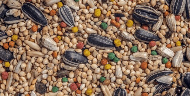 Best Bird Food