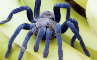 Best Invertebrate Food