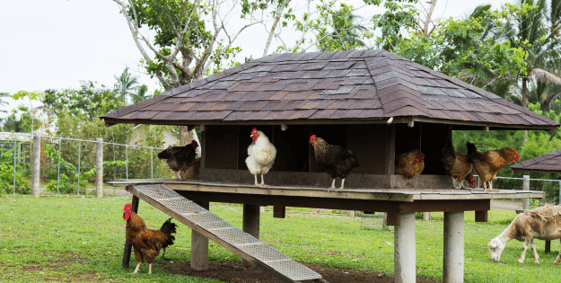 Best Chicken Coops