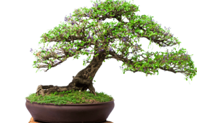 🌱✨ Best Bonsai Kits for Growing and Shaping Beautiful Miniature Trees 🪴🌟