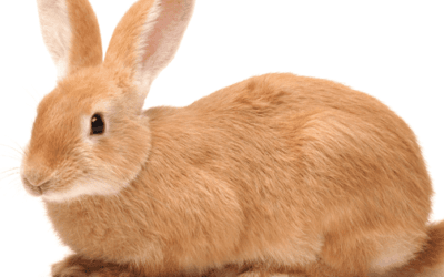 Best Rabbit Products
