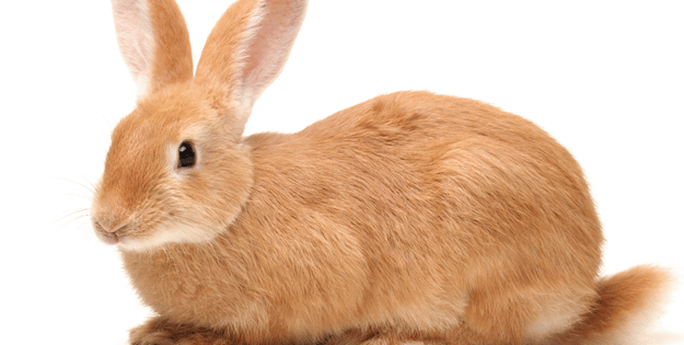 Best Rabbit Products