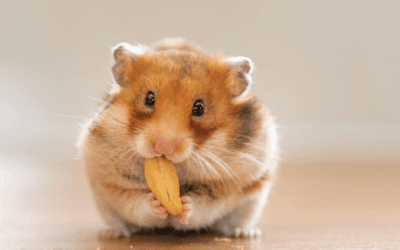 Best Hamster Products