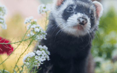 Best Ferret Products