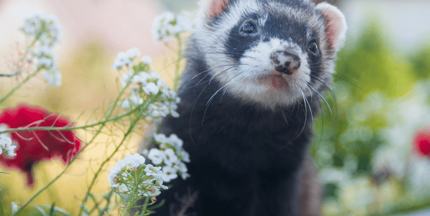 Best Ferret Products