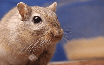 Best Gerbil Products
