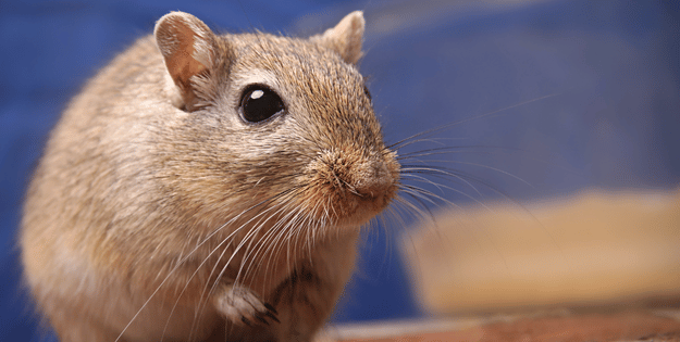 Best Gerbil Products