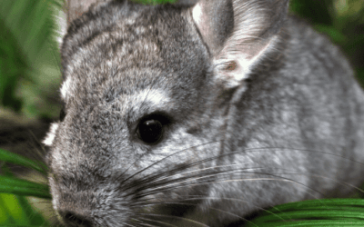 Best Chinchilla Products
