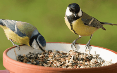Best Bird Products