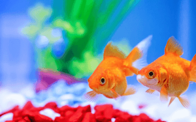 Best Fish Pet Products