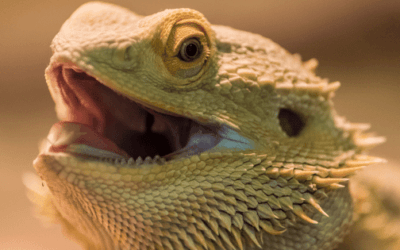 Best Reptile Products