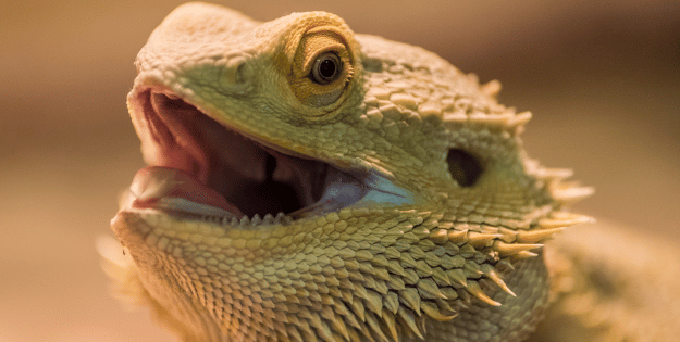 Best Reptile Products