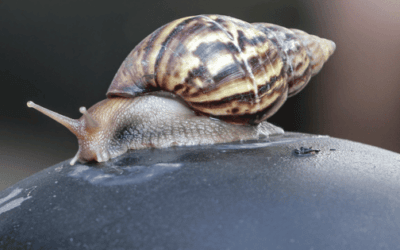 Best Invertebrate Products