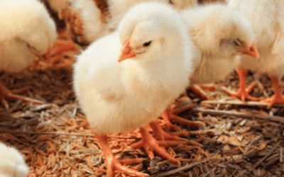 Best Chicken Pet Products