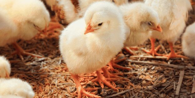 Best Chicken Pet Products