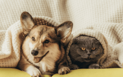 Black Friday Pet Deals