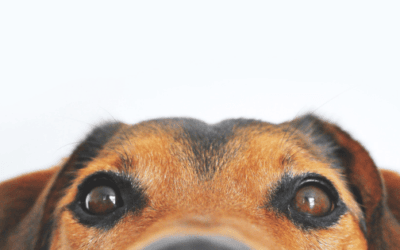 Black Friday Dog Deals