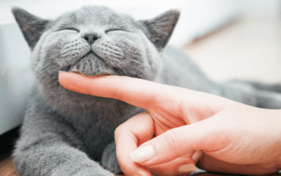 Black Friday Cat Deals