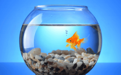 Black Friday Pet Fish Deals