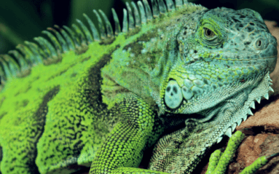 Black Friday Reptile Deals