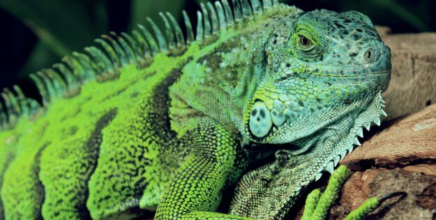black friday reptile deals