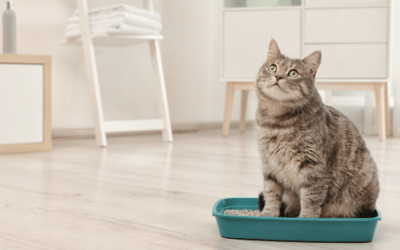 Black Friday Cat Litter Deals