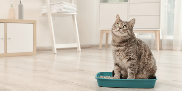 black friday cat litter deals