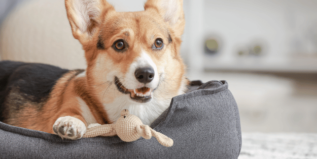 Best Dog Beds