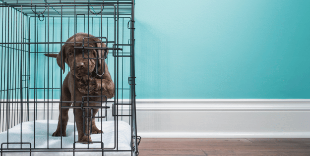 Best Dog Crates